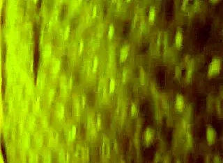 Latina prostitutes offer homemade services in this suggestive encounter with clients.