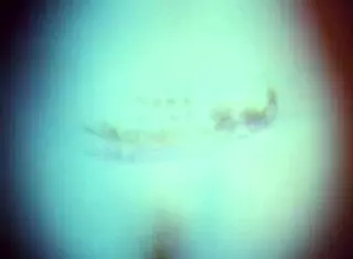 Zorra en fiesta termina con joven amante confiesa que se porta mal