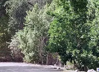 Principals Jane Wilde and April Olsen Seduce Lesbian with Pussy Licking