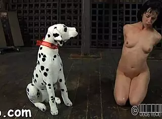 These intense sadomasochism videos feature wet pussy and bondage domination.