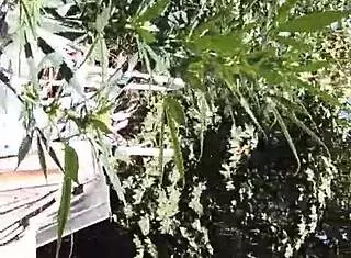 Hot Suck And Fuck In 420 Patch With Gay Guys Fucking!