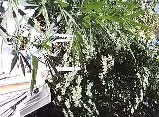 Hot Suck And Fuck In 420 Patch With Gay Guys Fucking!