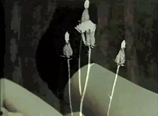 retro vintage porn with hairy beavers and group fucking 😎