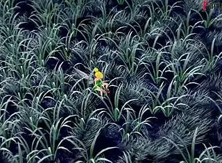 tinker bell all grown, banging while another fairy spies on us.