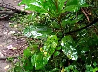 Guys orgy in forest with big cocks