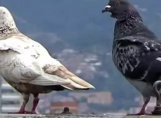 i love this big booty twerk for lovers