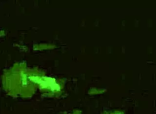 dark lantern presents sins of step mothers erotic confessions