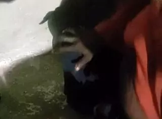 This verification video part 1 features a black blowjob 😏