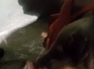 This verification video part 1 features a black blowjob 😏