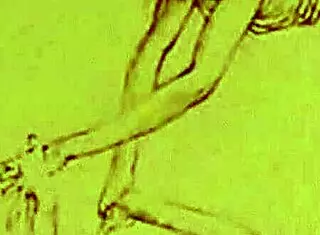 vintage erotic illustration