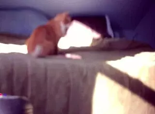 hidden masturbation with dildo leads to orgasm