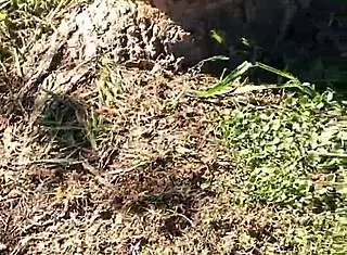 Meando desde un Arbol en la Gral Paz Jajaja