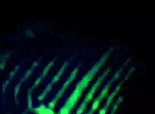 i messed up the third part of yorgelis kent and erika schwarzenberg video