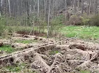 Emo slut rides on tree stump in public with deepthroat and creampie