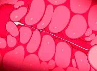 Minamoto No Raikou Erotic Animation