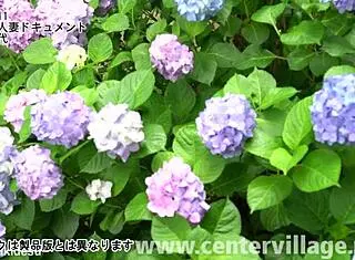 Kayo Iwasawa's first cheating encounter involves intense sucking, fucking, and cunilingus