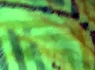 jenny donkey's hurting o-ring with big cock