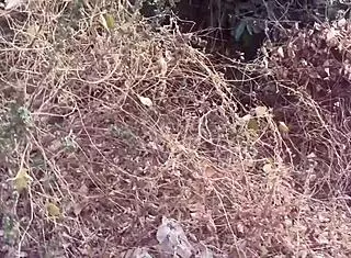 Dedinská dievka s perfektnými cicmi sa nechá vodušiť pri potoku! 😍