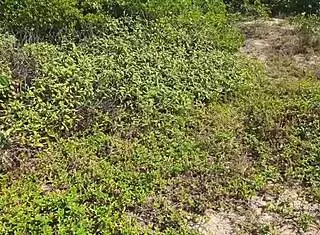 Wanna see outdoor sex with deep blowjob and super hot banging on the beach?